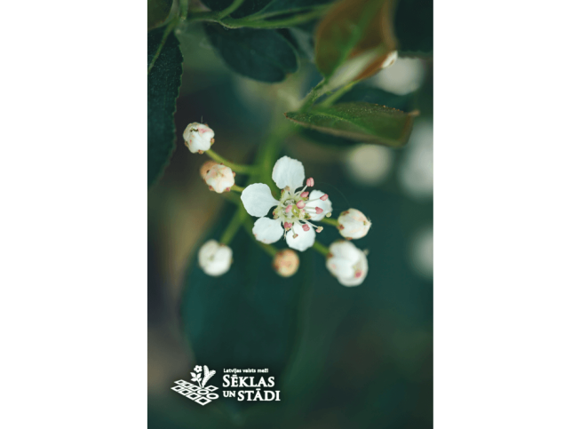 Aronia melanocarpa   'Hugin'